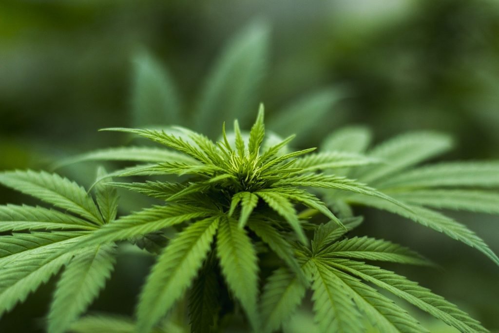 Cannabinoids