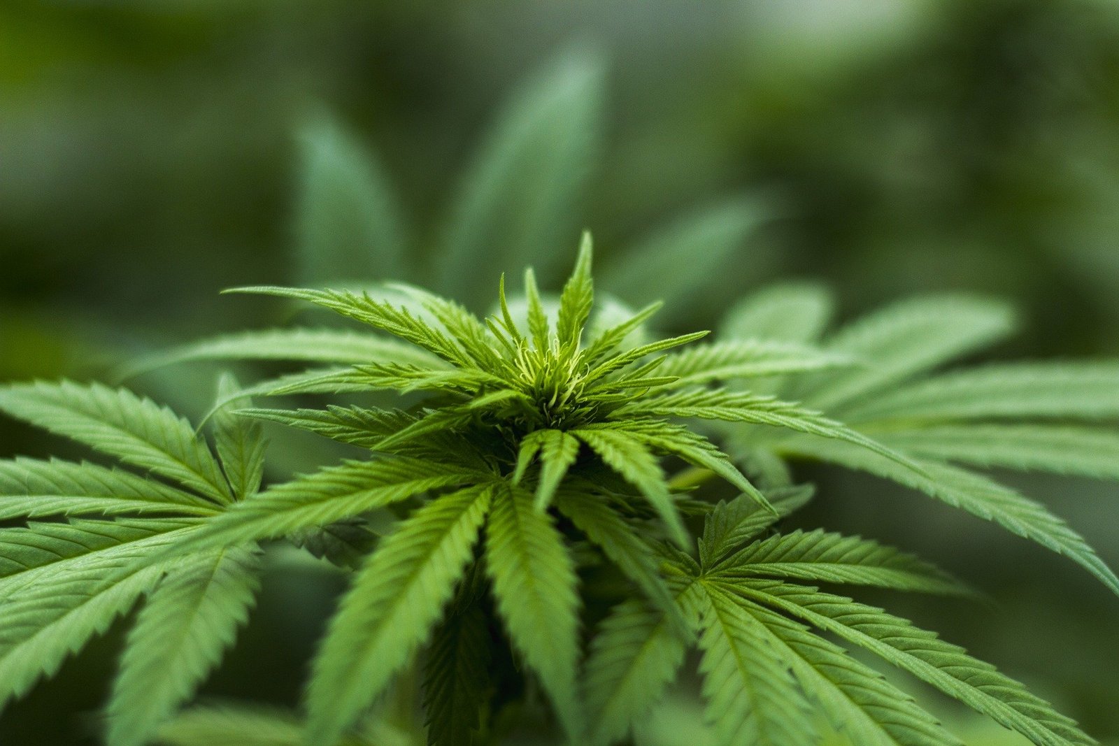 Cannabinoids